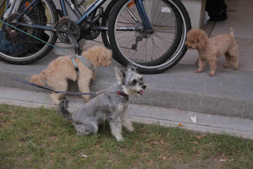Dogs wait for their owners to finish running. Photo by: East Coast Park parkrun.