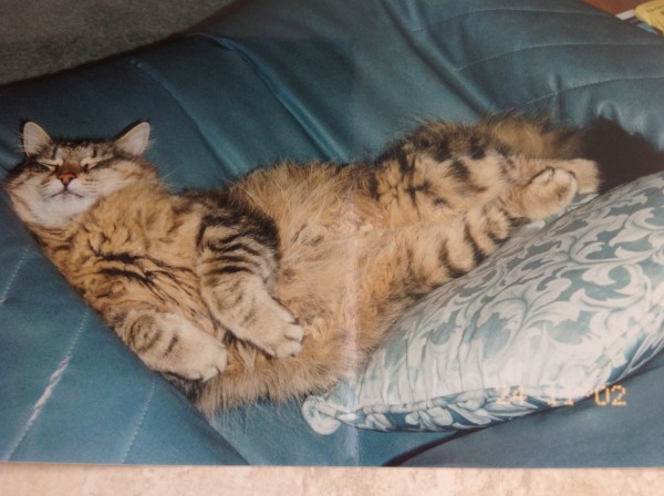 A picture of Tiger in 2002.