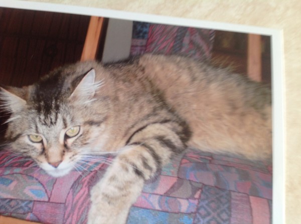 A sleeping Tiger in 2005.