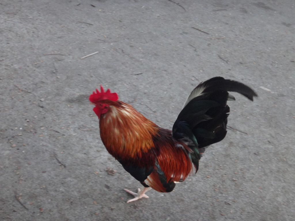 Caroline Meek thought the chickens were an interesting sight.