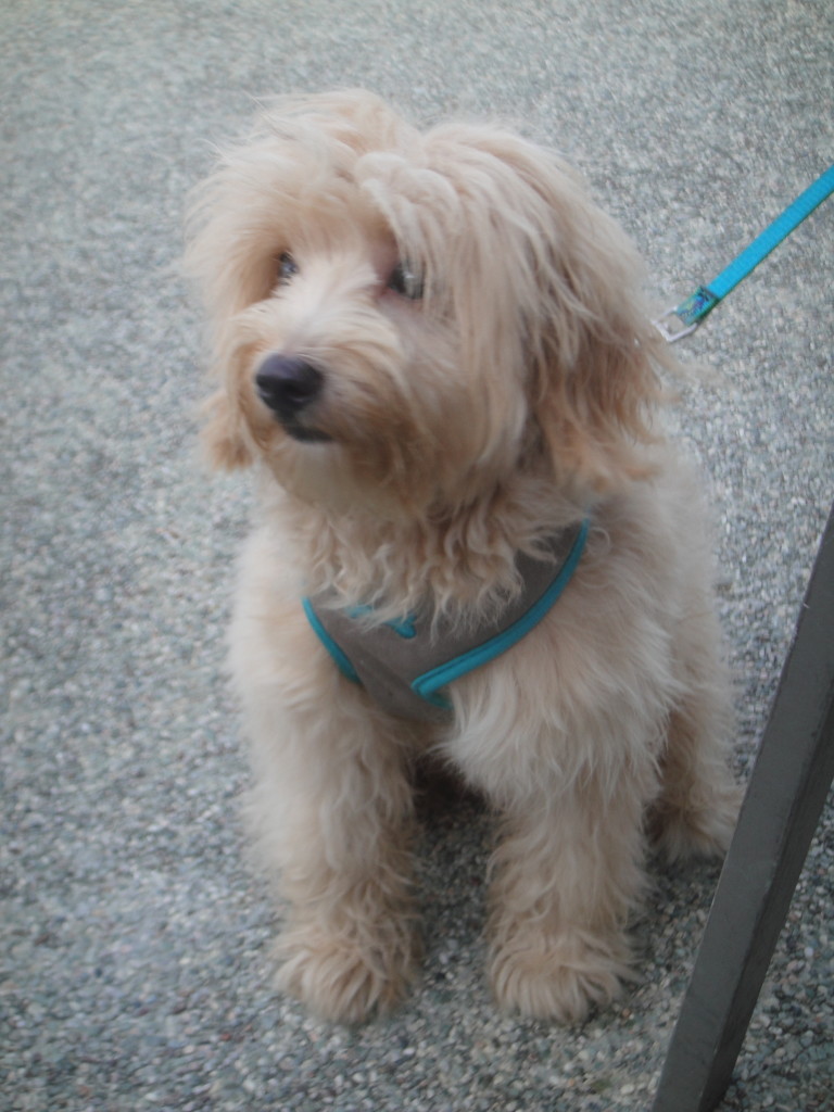 Can I please run too?