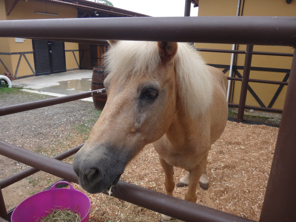 Pony rides are one of the fringe activities available after the race.