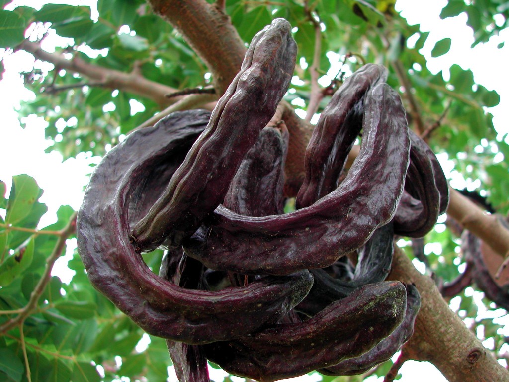 Carob fruit pods. [Photo from Wikipedia]