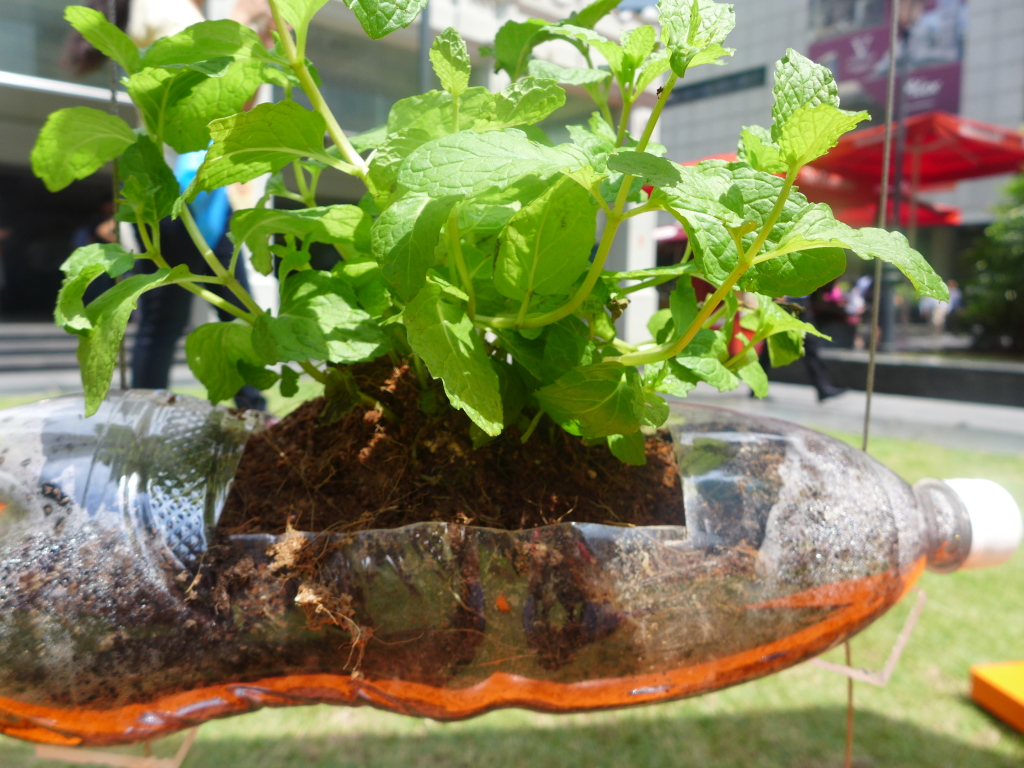 Yep. The plant can survive quite well in a plastic bottle.