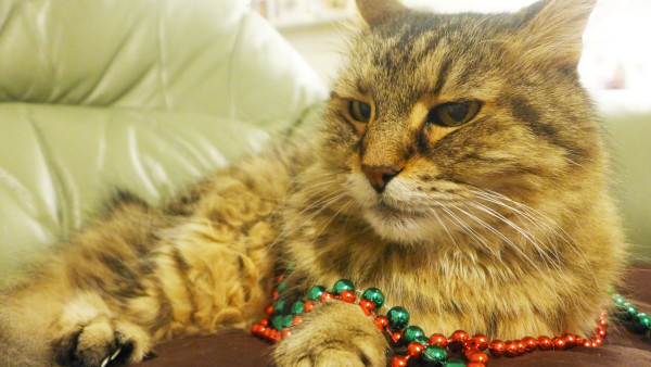 Tiger is a pampered tabby cat living in East Auckland, New Zealand.