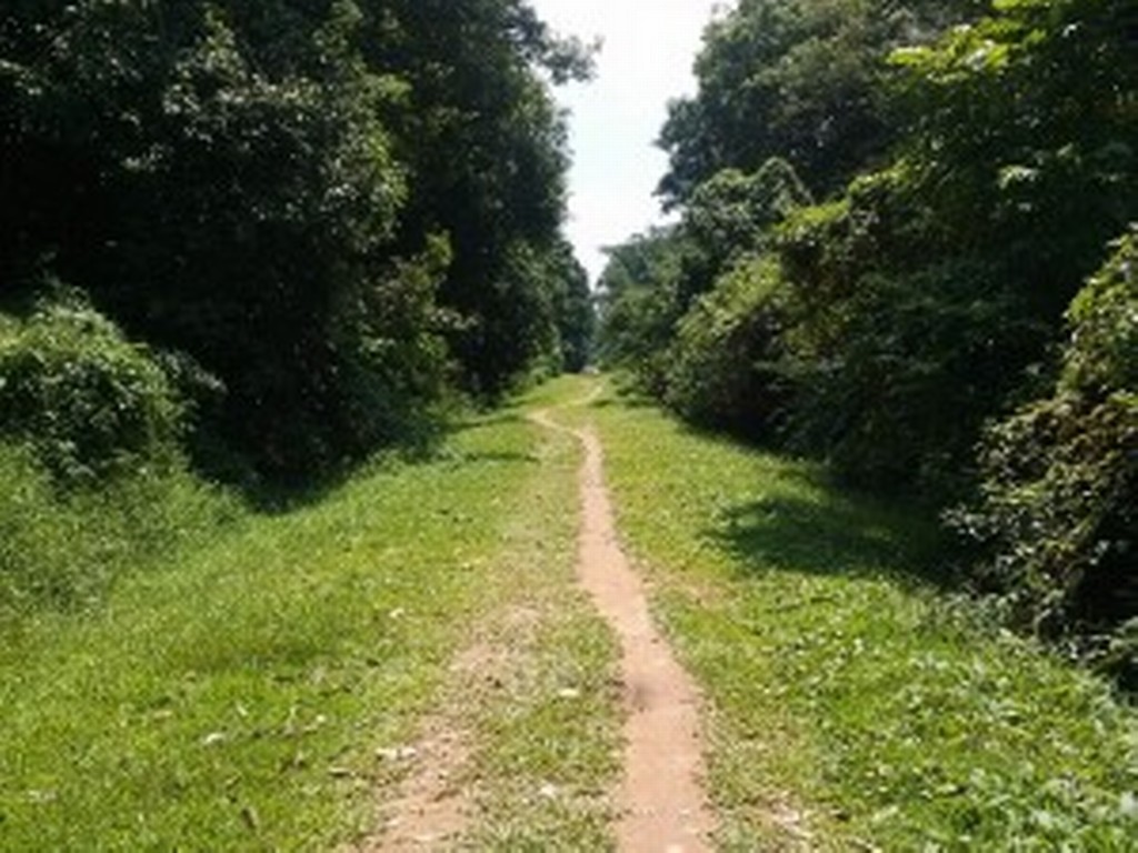 The Green Race takes place partly along the Green Corridor trails. [Photo taken from www.expatliving.sg]