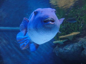 Plenty of large fish, like this huge grouper, are found in the life-sized fish tank.