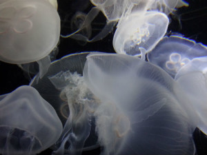 The jellyfish are beautiful.