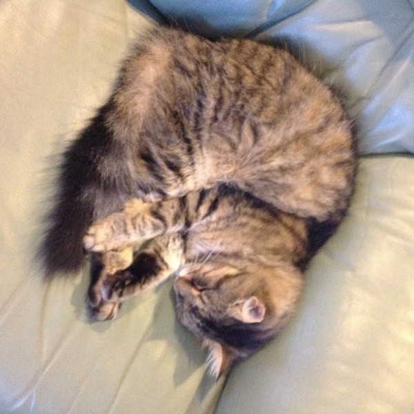 A sleeping Tiger in June 2012.