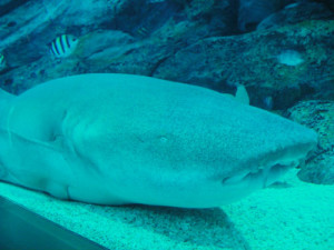 This is probably the closest I would ever get, to a shark!