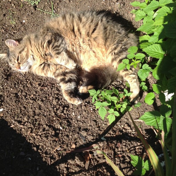 Tiger sunbathing in the garden, June 2014.